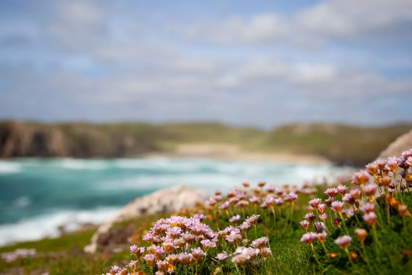 Sea pinks flowering on a clifftop above a turquoise Highland bay